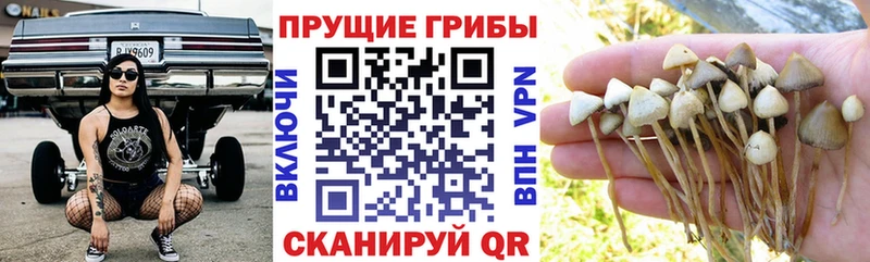 Галлюциногенные грибы Magic Shrooms  кракен как войти  Чудово 